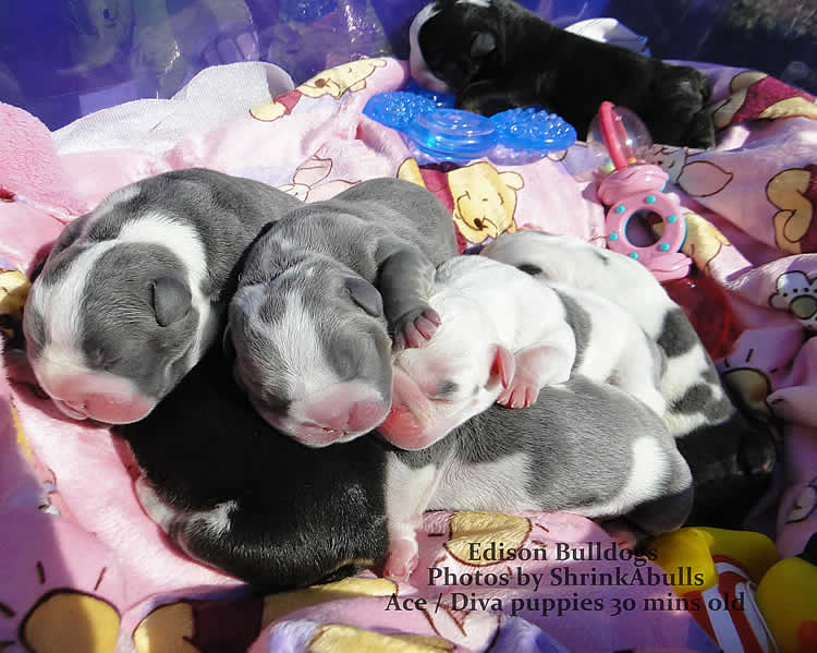 blue tri english bulldog puppies
